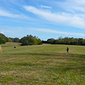 Metal detecting in field